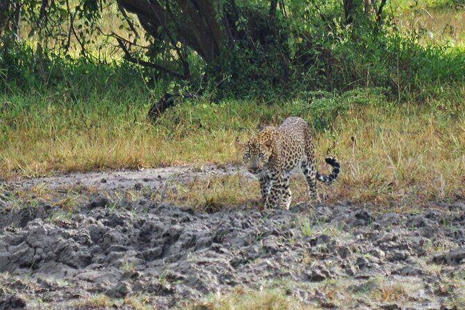 One Night Camping in Yala National Park - Key Points