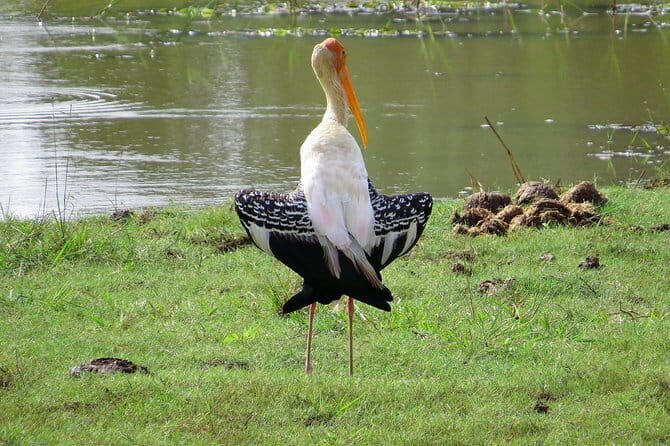 One Night Camping in Yala National Park - Exploring the Yala National Park Overnight Camping Tour