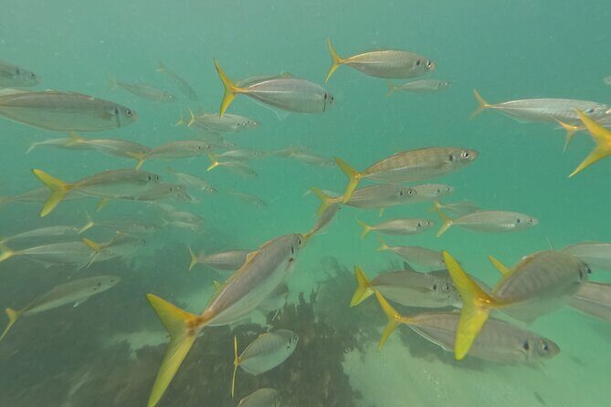 One on One Snorkel Experience - Who Will Love This Tour?