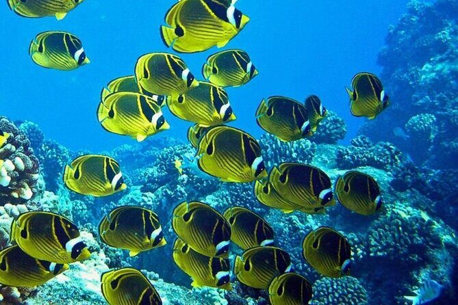 One Tank Boat Dive - Sea Turtles & Tropical Reef - Who Will Love This Tour?