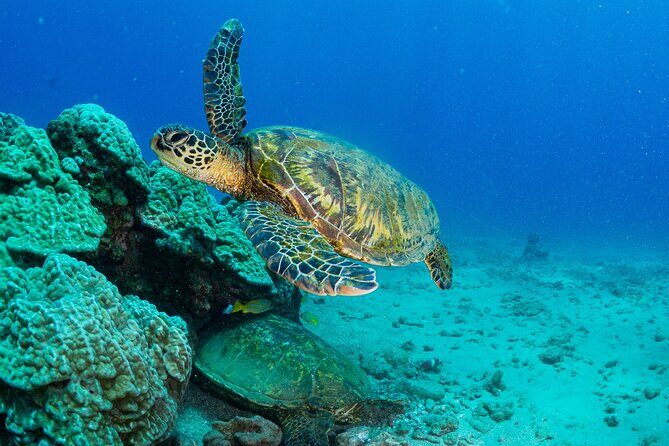 One Tank Scuba Diving in Kauai South Shore Certified Diver Only - The Details That Make This Dive Special