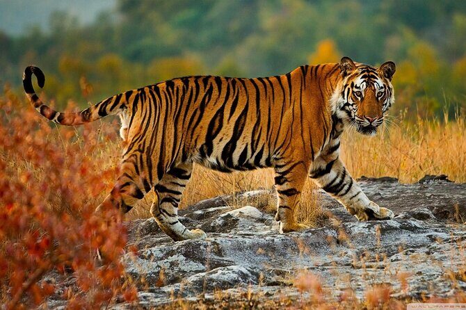 One-Way Private Transfer from Agra to Ranthambore - The Practicality of Booking a Private Transfer
