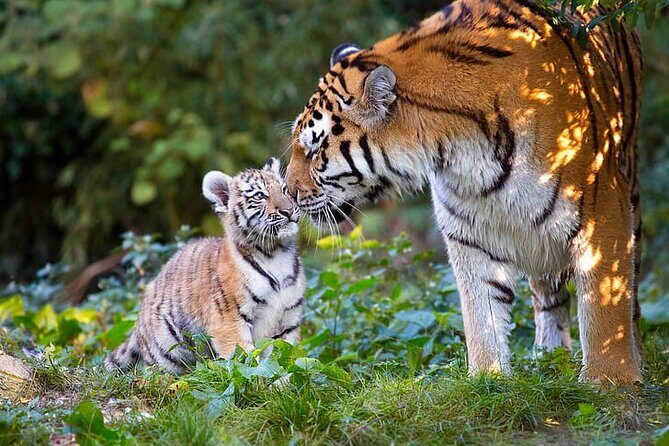 One-Way Private Transfer from Agra to Ranthambore - Who Will Love This Service?