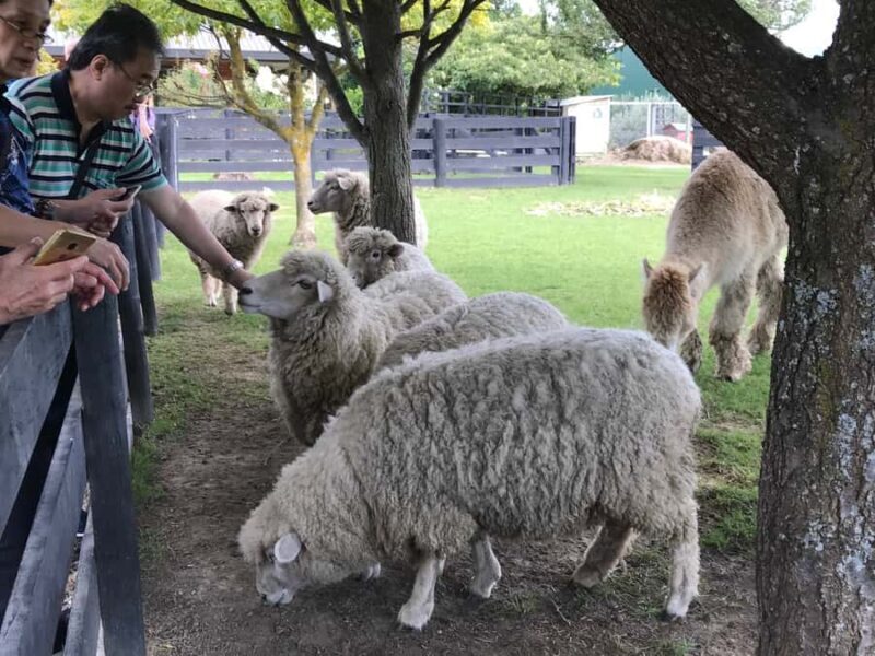 Onshore Highlights of Marlborough's Wine Region from Picton - Introduction: Why This Tour Might Be Just Right for You