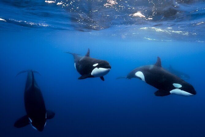 Open Ocean Safari and Whale Watching - An Overview of the Experience