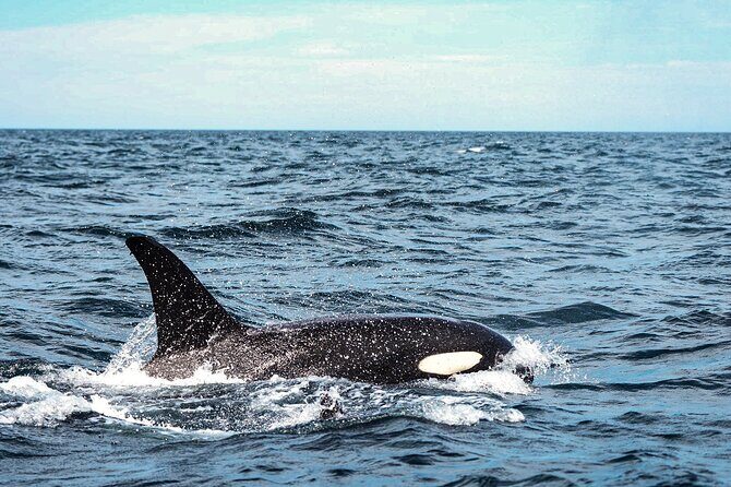 Open Ocean Safari and Whale Watching - Potential Drawbacks and Considerations