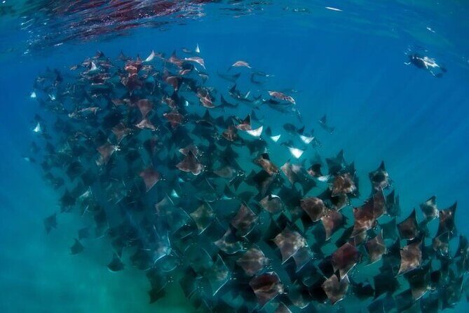 Open Ocean Safari: looking for orcas, dolphins & more - An In-Depth Look at the Open Ocean Safari Experience