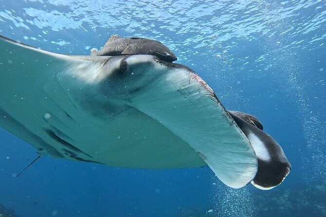 Open Ocean Safari: looking for orcas, dolphins & more - Who Should Consider This Tour?