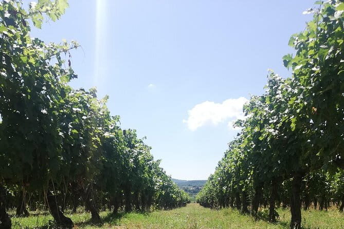 Open Top Van!! Half Day in Chianti with Wine Tasting - What’s Included and What’s Not