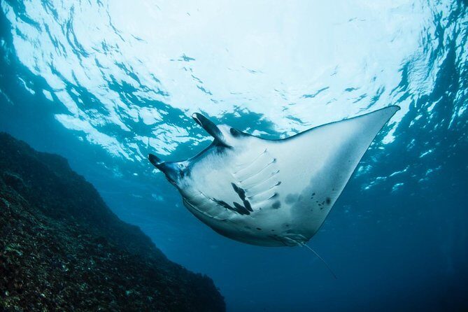 Open Water + Advanced Course - Premium Certifications Package in Nusa Lembongan - The Sum Up