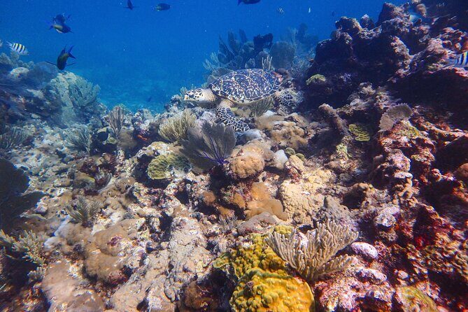 Open Water Certification Course-PADI - Is This Course Worth It?