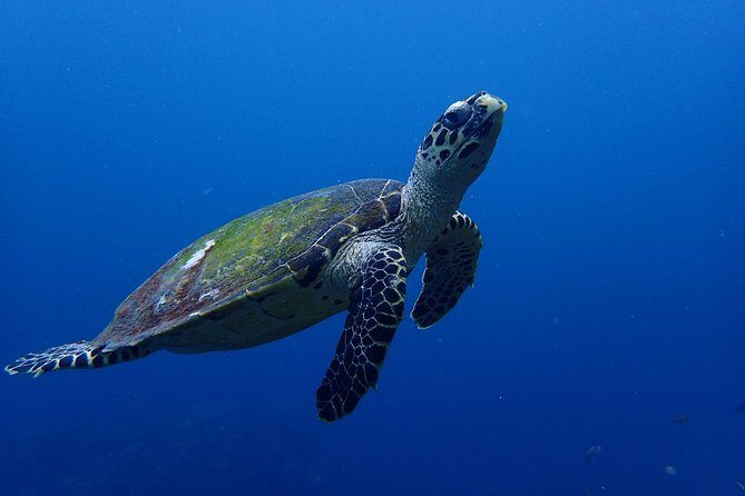 Open Water Course in Nusa Lembongan - Get Certified on remote island (next Bali) - The Experience: What Makes It Special?