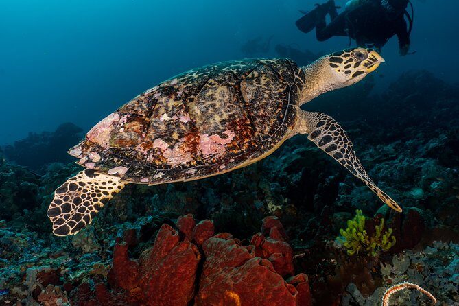Open Water Course in Pemuteran - Get Certified in Bali - The Itinerary: From Classroom to Ocean