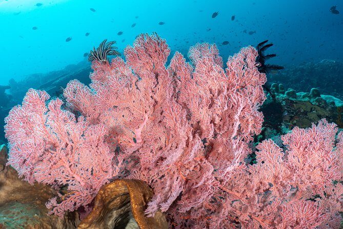 Open Water Course in Pemuteran - Get Certified in Bali - FAQs