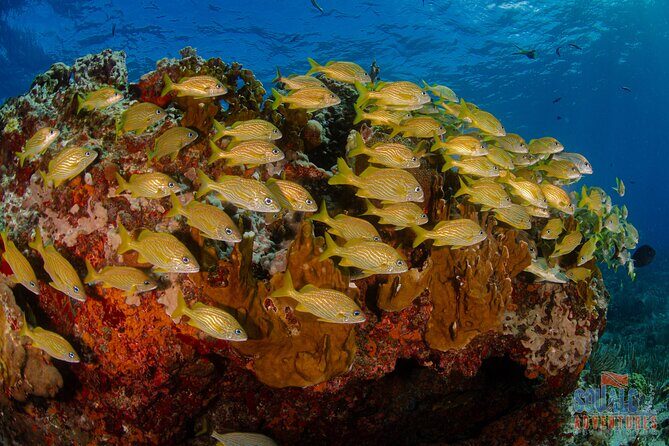 Open Water course Isla Mujeres - The Experience in Detail