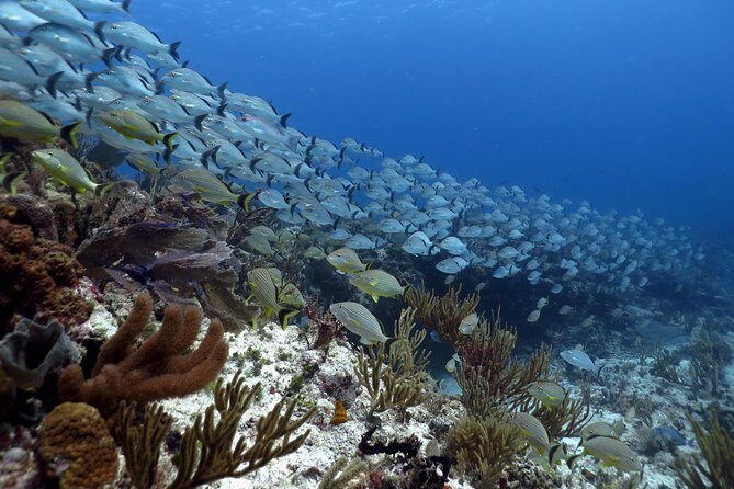 Open Water Diver 2-Day PADI Course in Playa del Carmen - A Practical Look at the Playa del Carmen PADI Course