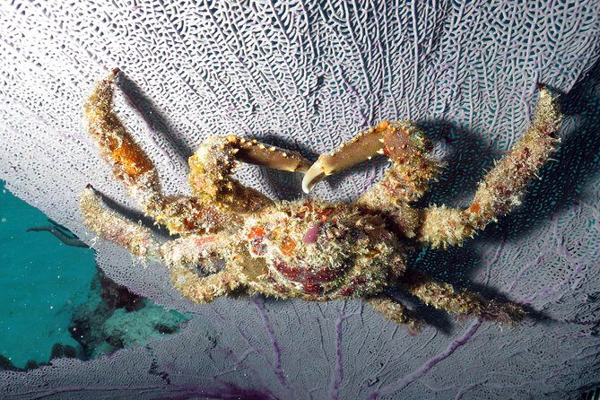 Open Water Diver 2-Day PADI Course in Playa del Carmen - Frequently Asked Questions