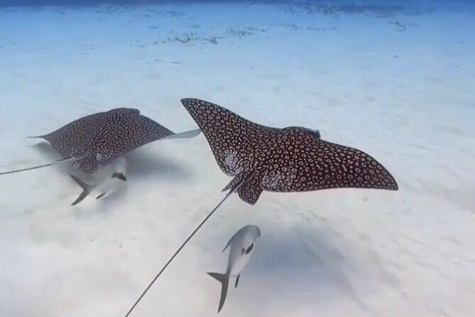 Open Water Diver Course - Frequently Asked Questions