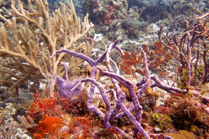 Open Water Diver course PADI in Cancun - Who Is This Tour Best For?