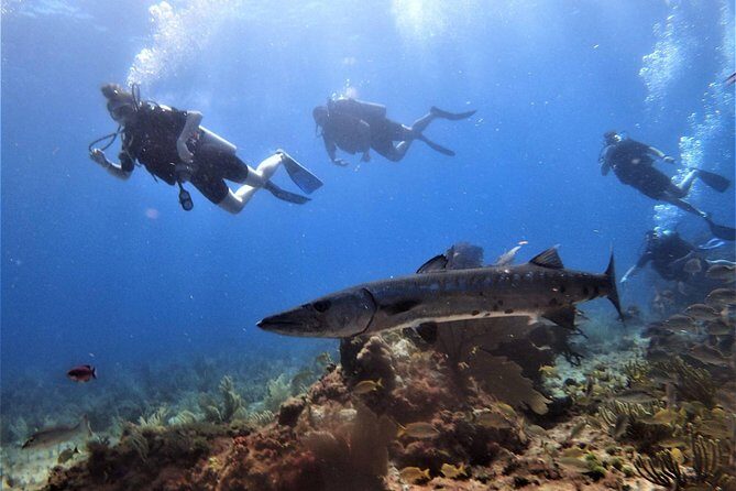 Open Water Diver course PADI in Cancun - The Sum Up