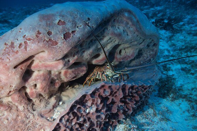 Open Water Diver course PADI including underwater video - What the Course Involves