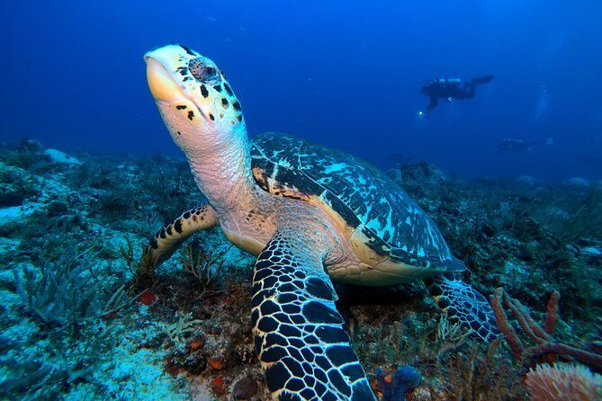 Open Water Diver course PADI including underwater video - The Value and Price