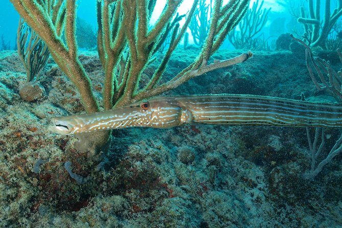 Open Water Diver course PADI including underwater video - What Reviewers Say