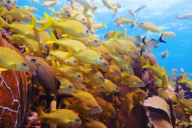 Open Water Diver course PADI including underwater video - FAQ