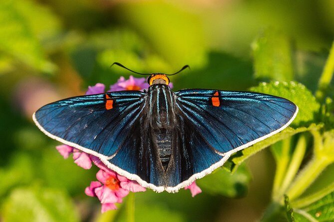 Openwork butterfly garden - Final Thoughts