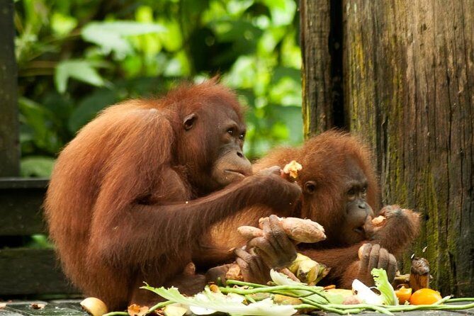 Orang Utan Island and Perak Tong Cave From Kuala Lumpur - Key Points