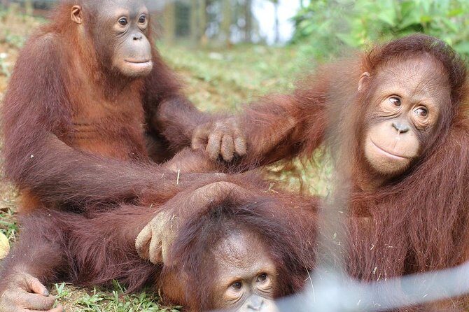 Orang Utan Island and Perak Tong Cave From Kuala Lumpur - An In-Depth Look at the Experience
