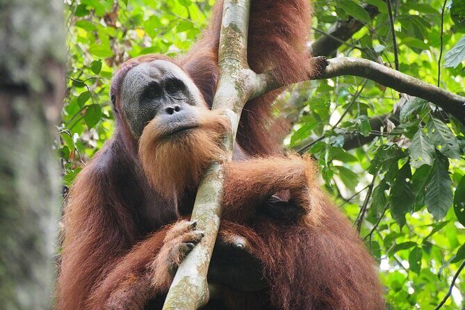 Orang Utan Island and Perak Tong Cave Temple Day Tour from Kuala Lumpur - FAQ