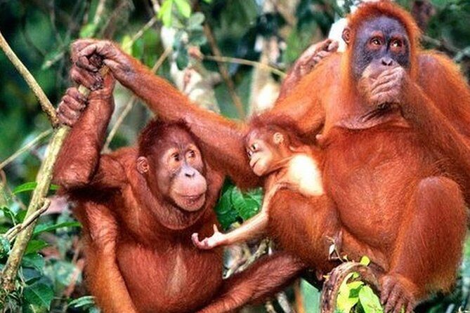 Orang Utan Island Day Tour - What You Can Expect on the Tour