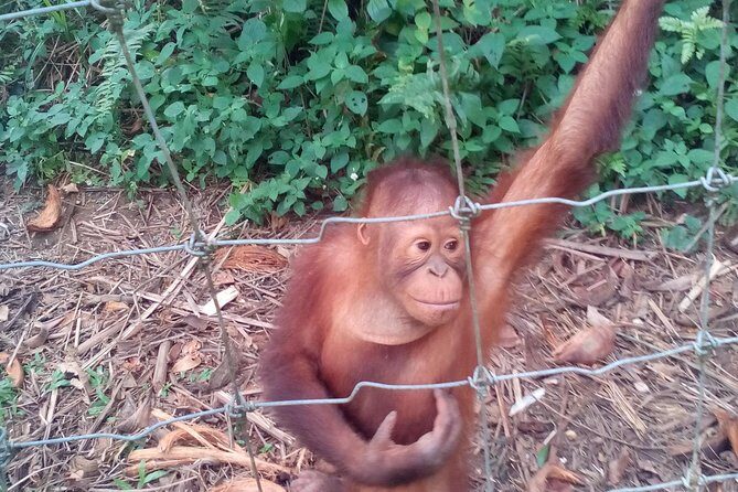 Orang Utan Sanctuary "Man Of The Forest" + Ipoh (Guided Tour) - The Itinerary in Detail: What to Expect