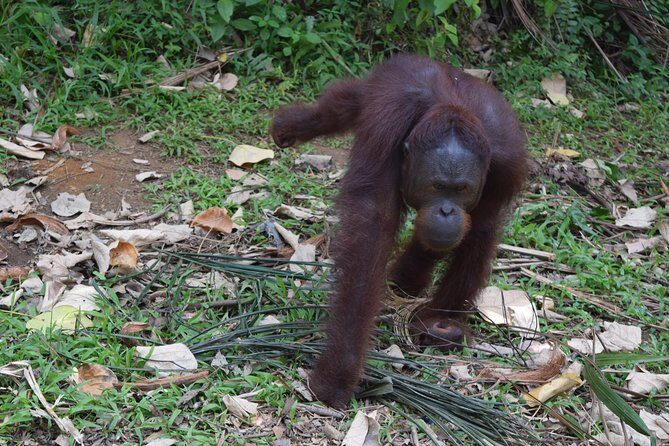 Orang Utan Sanctuary "Man Of The Forest" + Ipoh (Guided Tour) - Additional Considerations