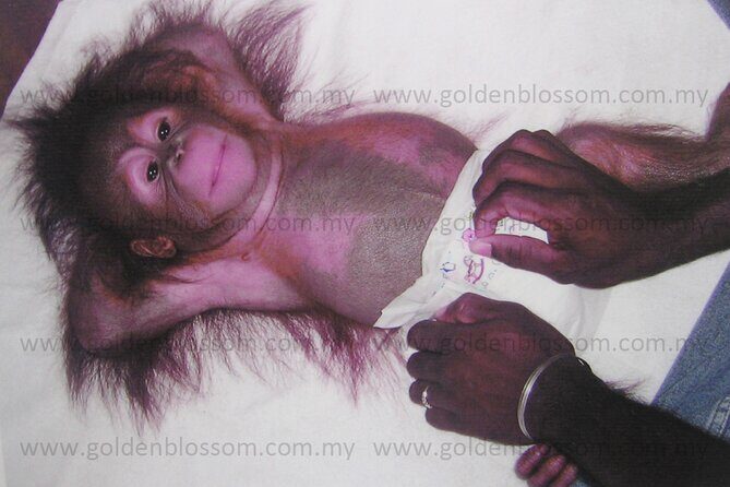 Orang Utan Sanctuary "Man Of The Forest" + Ipoh (Guided Tour) - Who Should Consider This Tour?