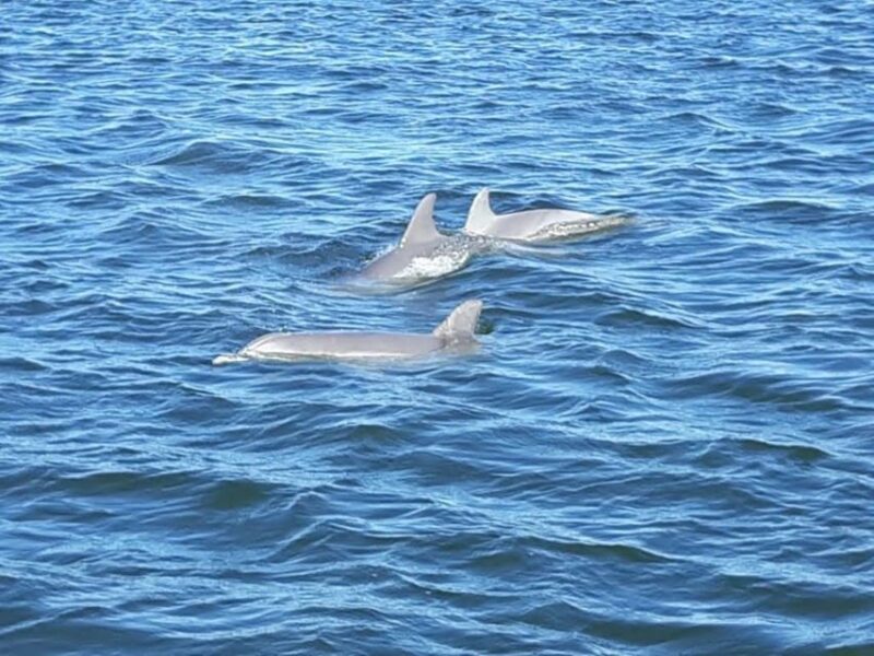 Orange Beach: Dolphin Eco Sunset Cruise aboard The Explorer - Reviews and Authentic Insights