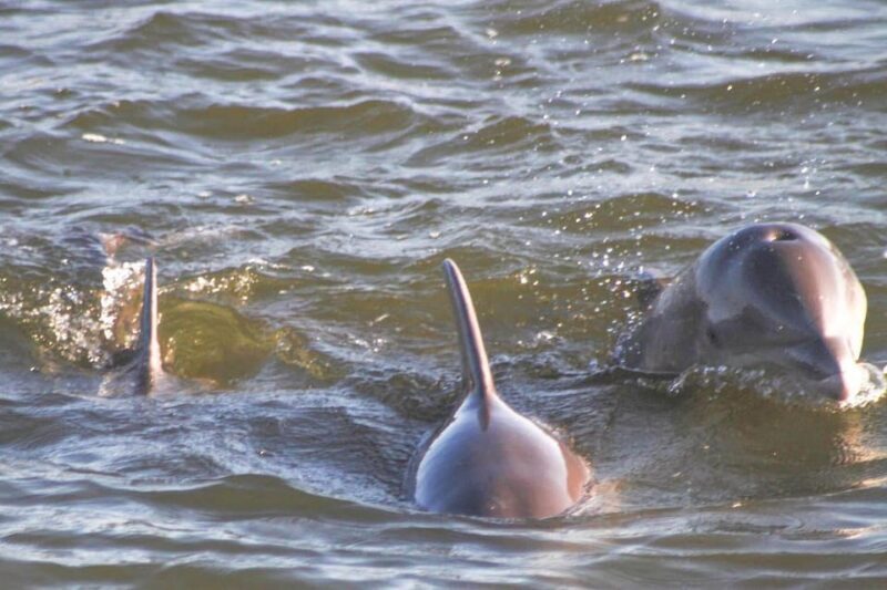 Orange Beach: Dolphin Eco Sunset Cruise aboard The Explorer - FAQ
