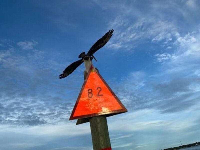 Orange Beach: Dolphin Eco Sunset Cruise aboard The Explorer - FAQ