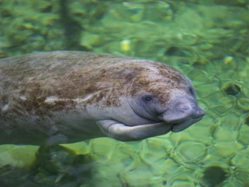 Orange City: Blue Spring State Park Guided Kayak Tour - What the Tour Entails and Why It Matters