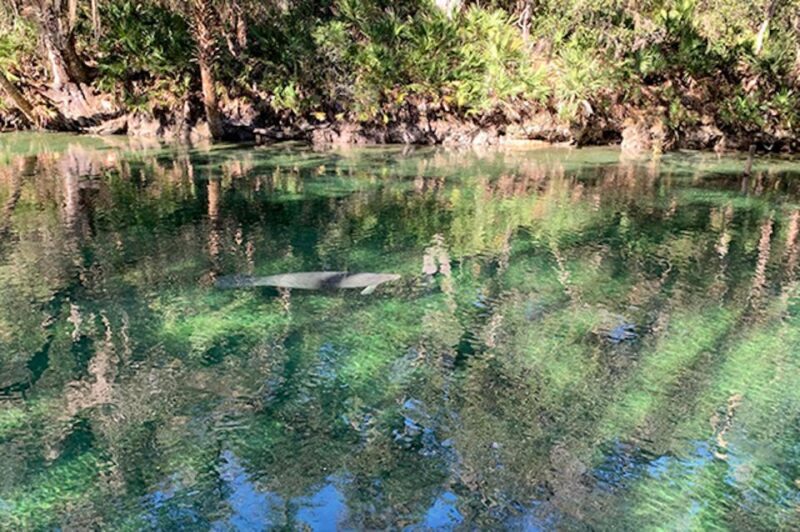 Orange City: Blue Spring State Park SUP & Kayaking Tour - An In-Depth Look at the Tour Experience