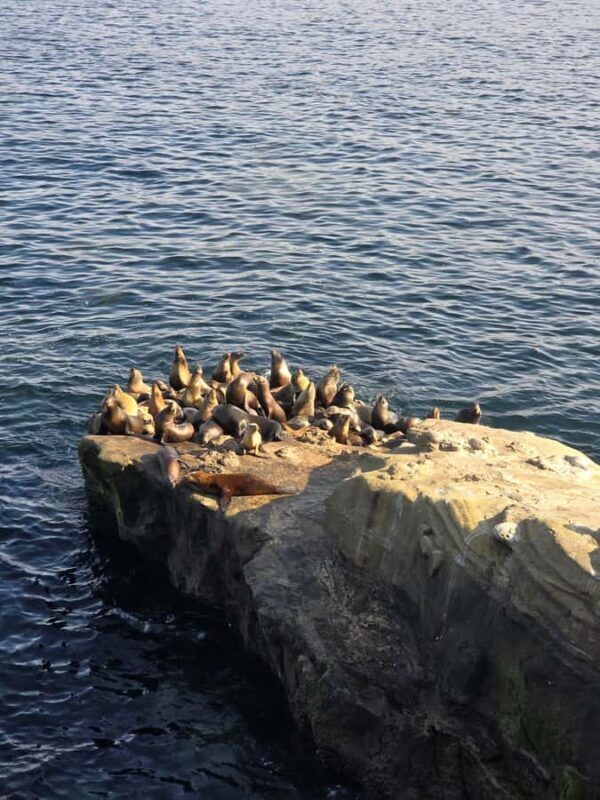 Orange County to San Diego: Guided Day Trip - Who Will Love This Tour?