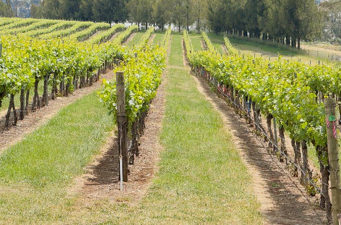 Orange Region Winery Experience by Onayi - Frequently Asked Questions