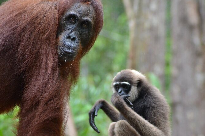 Orangutan Houseboat Kelotok Tanjung Puting 3 Days Share Cost - Introduction: Authentic Adventure in Borneo’s Wilderness