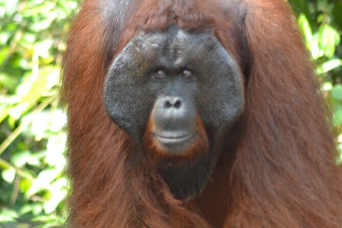 Orangutan Houseboat Kelotok Tanjung Puting 3 Days Share Cost - Key Points — What You Need to Know