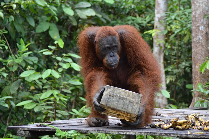 Orangutan Houseboat Kelotok Tanjung Puting 3 Days Share Cost - Authentic Encounters and Practical Insights from Reviews