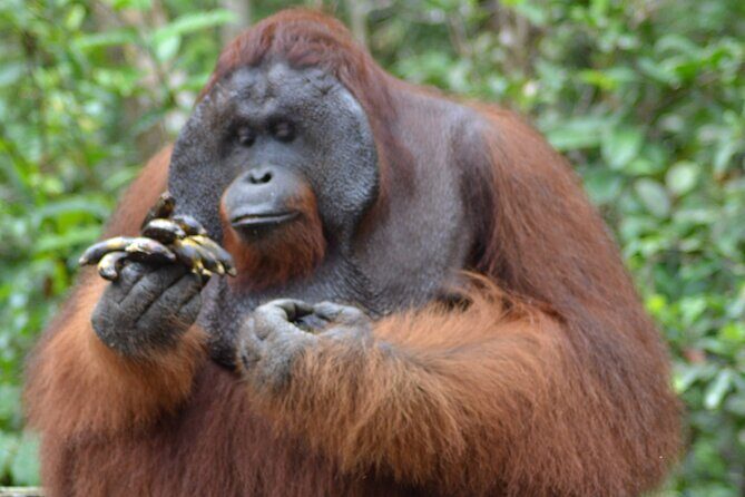 Orangutan Safari Kelotok Houseboat 3 Days 2 Nights Private - Introduction