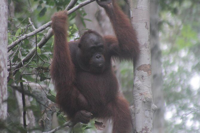 Orangutan Safari Kelotok Houseboat 3 Days 2 Nights Private - Final Thoughts