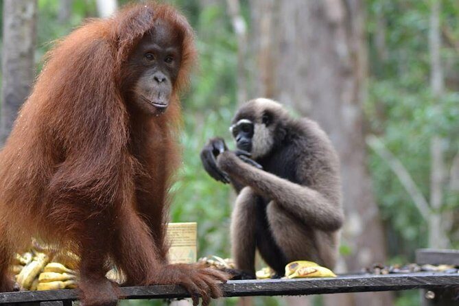 Orangutan Tanjung Puting Honeymoon CoupleTour - Final Thoughts