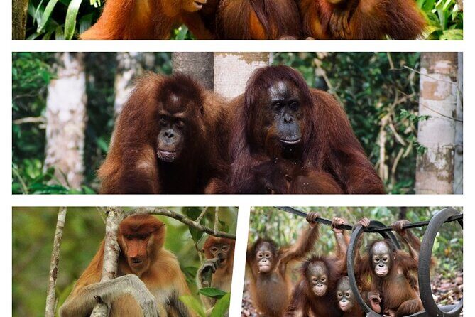 Orangutan Tour Tanjung Puting 3D2N - Key Points